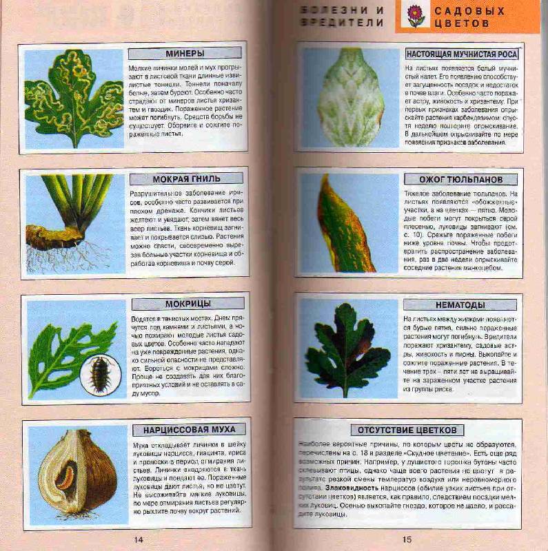 Иллюстрация 23 из 27 для Все о болезнях и вредителях растений - Дэвид Хессайон | Лабиринт - книги. Источник: С  М В