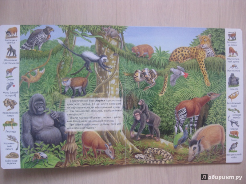 Иллюстрация 4 из 39 для Животные и растения тропических лесов | Лабиринт - книги. Источник: Ведникова  Светлана
