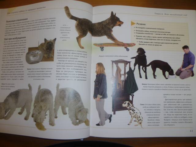 Иллюстрация 23 из 42 для Как отучить собаку от вредных привычек - Колин Теннант | Лабиринт - книги. Источник: Avid Reader