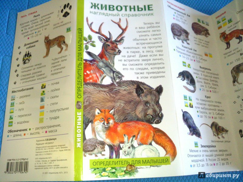 Иллюстрация 14 из 18 для Животные. Определитель для малышей | Лабиринт - книги. Источник: Ivi