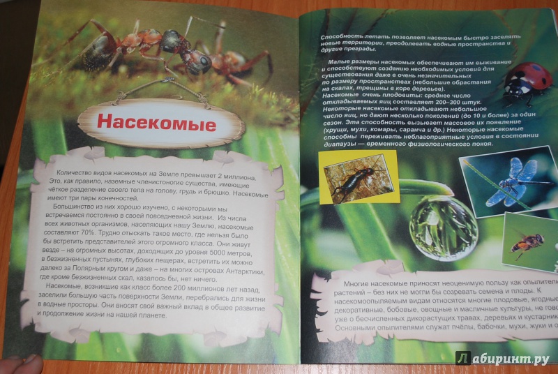 Иллюстрация 27 из 45 для Удивительный мир насекомых | Лабиринт - книги. Источник: Нади