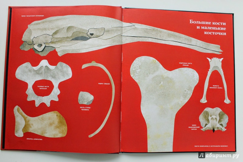 Иллюстрация 4 из 41 для Кости и скелеты - Стив Дженкинс | Лабиринт - книги. Источник: Чабуткина  Алина