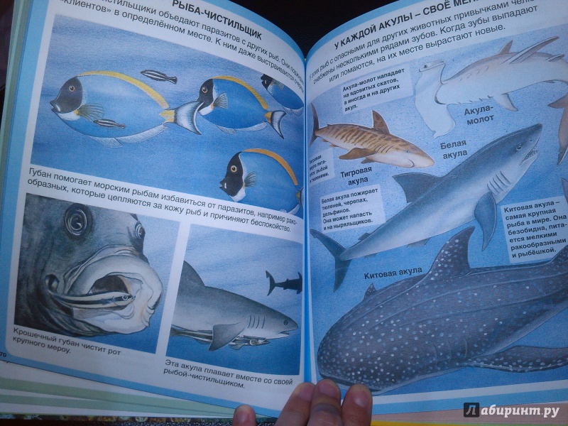 Иллюстрация 17 из 45 для Тайны моря | Лабиринт - книги. Источник: Lirika777