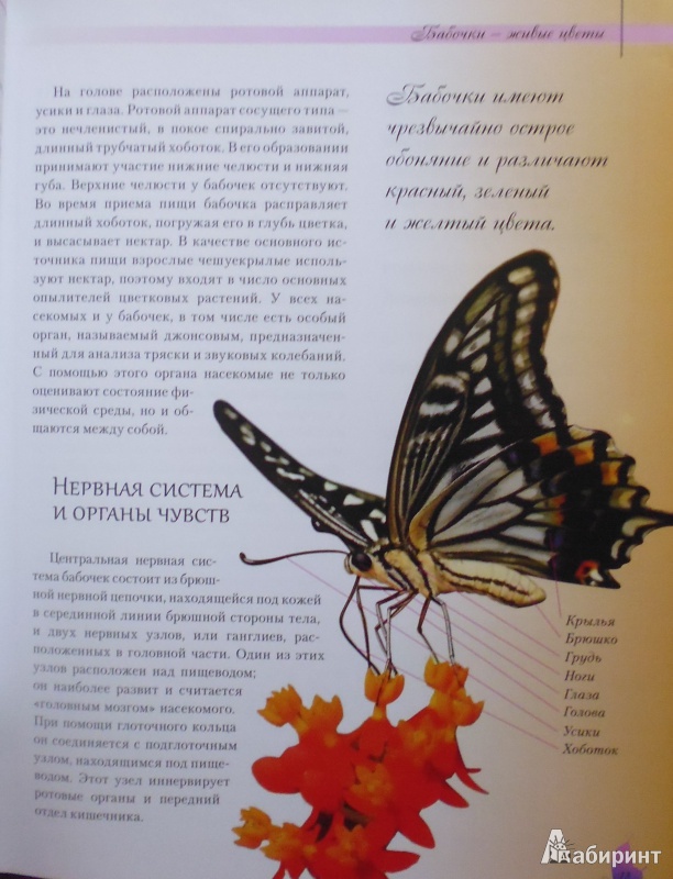Иллюстрация 4 из 6 для Бабочки - сказочные создания - Екатерина Шейкина | Лабиринт - книги. Источник: Комаров Владимир