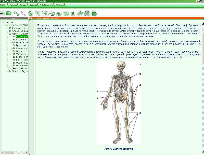 Иллюстрация 2 из 7 для Атлас анатомии человека (CD) | Лабиринт - . Источник: Рыженький