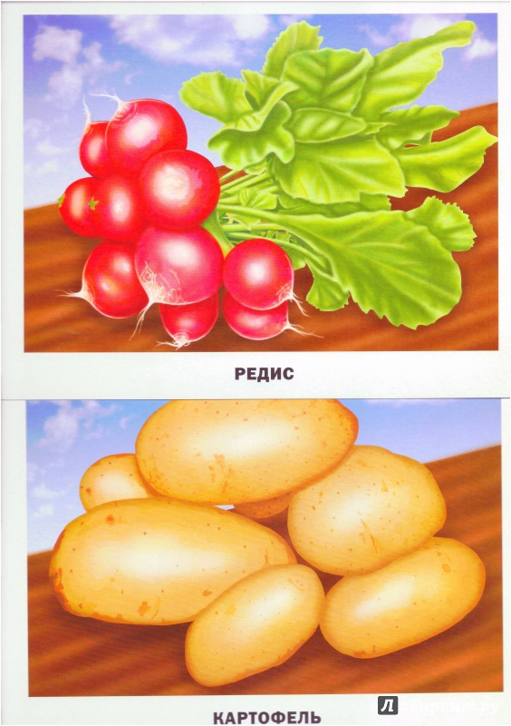 Иллюстрация 4 из 30 для Обучающие карточки. Овощи и фрукты | Лабиринт - игрушки. Источник: Халтурина  Оксана