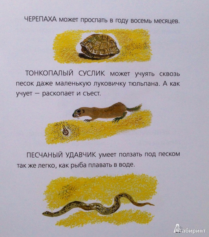 Иллюстрация 19 из 21 для Невидимки песков - Николай Сладков | Лабиринт - книги. Источник: Xikary