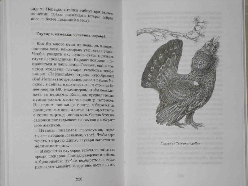 Иллюстрация 33 из 39 для О людях и птицах - Ольга Кувыкина | Лабиринт - книги. Источник: Трухина Ирина