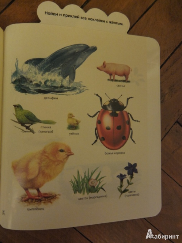 Иллюстрация 20 из 27 для Мои первые наклейки. Дельфинчик. Для детей от 3-х лет - Мария-Элен Грегуар | Лабиринт - книги. Источник: Сказочная фея