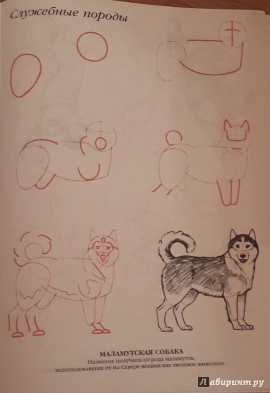 Иллюстрация 14 из 14 для Рисуем 50 собак - Ли Эймис | Лабиринт - книги. Источник: Чирков  Николай Викторович