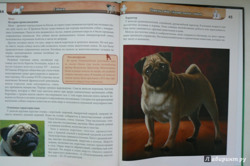 Иллюстрация 7 из 20 для Хочу все знать. Собаки - Леся Калугина | Лабиринт - книги. Источник: Марина