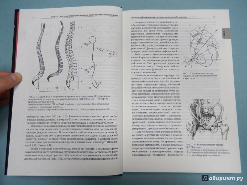 Иллюстрация 6 из 7 для Остеохондроз позвоночника - Епифанов, Епифанов | Лабиринт - книги. Источник: dbyyb