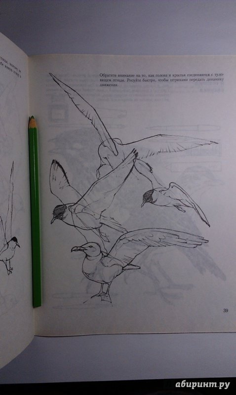 Иллюстрация 22 из 27 для Учитесь рисовать птиц - Дэвид Браун | Лабиринт - книги. Источник: ss0263042