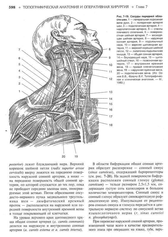 Иллюстрация 11 из 25 для Топографическая анатомия и оперативная хирургия. В 2 томах. Том 1 - Сергиенко, Петросян, Фраучи | Лабиринт - книги. Источник: Ялина