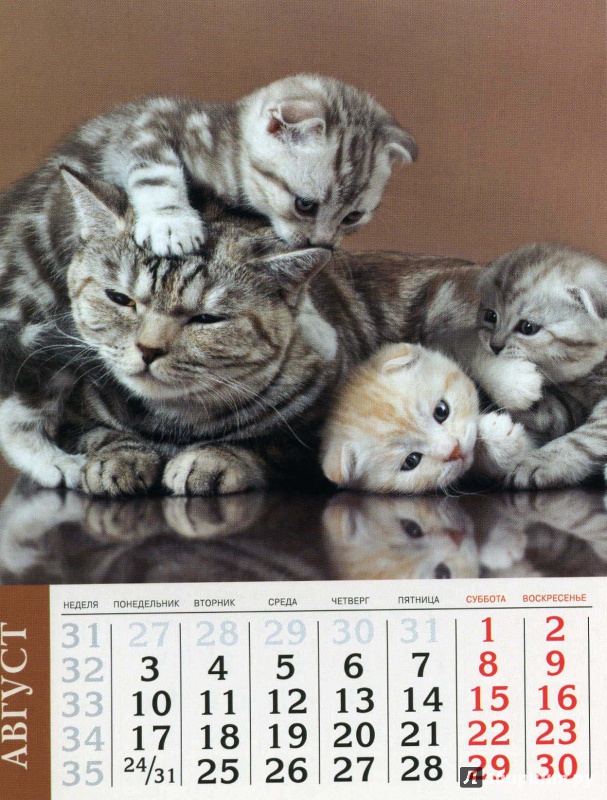 Иллюстрация 8 из 19 для Календарь на 2015 год "Кошки" (на магнитном креплении) (35772-36) | Лабиринт - сувениры. Источник: Кулагина  Марина Михайловна
