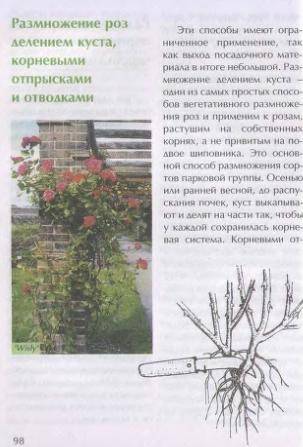 Иллюстрация 8 из 26 для Секреты выращивания роз - Зинаида Клименко | Лабиринт - книги. Источник: Galia