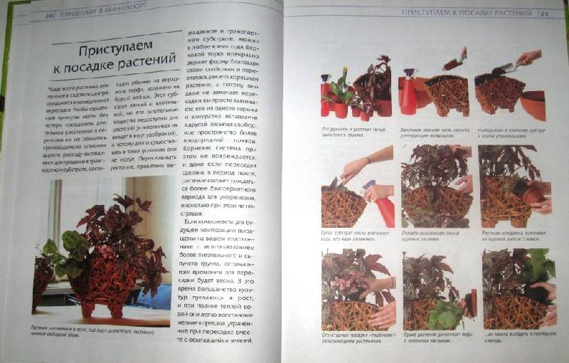 Иллюстрация 3 из 12 для Настольные сады - Юлия Попова | Лабиринт - книги. Источник: Zhanna