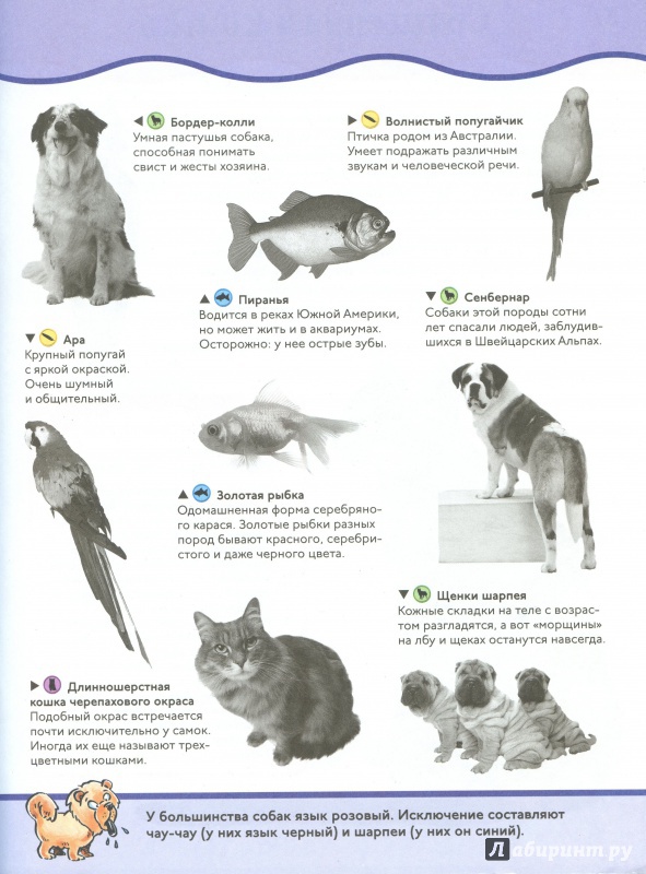 Иллюстрация 6 из 16 для Домашние питомцы. Animal Planet | Лабиринт - книги. Источник: lumila