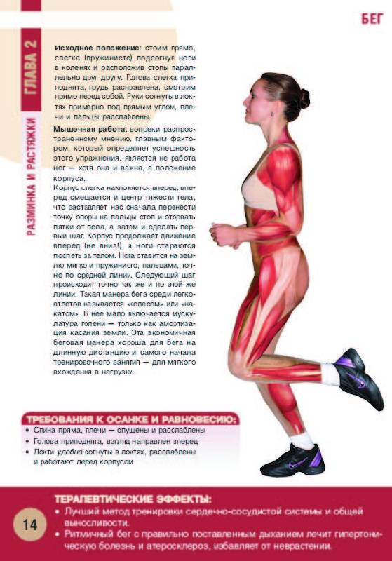 Иллюстрация 42 из 55 для Анатомия физических упражнений - Михаил Ингерлейб | Лабиринт - книги. Источник: sinobi sakypa &quot;&quot;( ^ _ ^ )&quot;&quot;