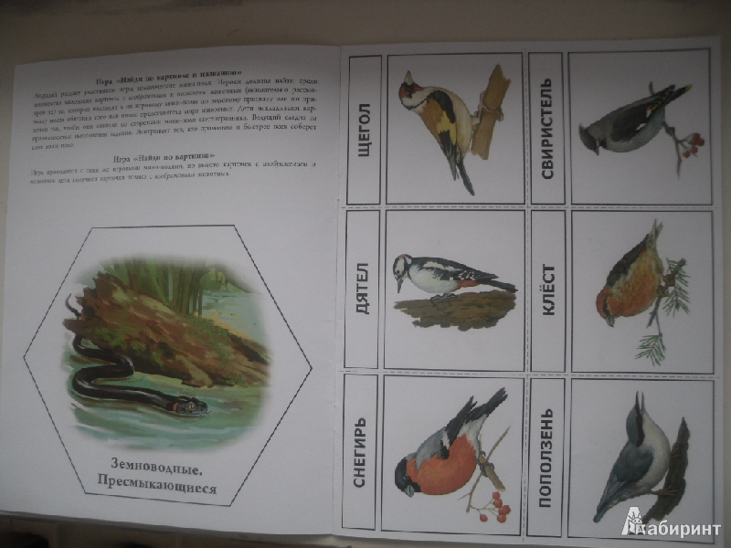 Иллюстрация 4 из 10 для Игры-упражнения на обобщение и систематизацию знаний. Мир животных. Дикие и домашние птицы… | Лабиринт - книги. Источник: Нуги