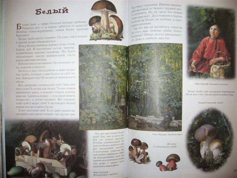 Иллюстрация 72 из 94 для Прогулки по лесу - Сергей Махотин | Лабиринт - книги. Источник: Юта