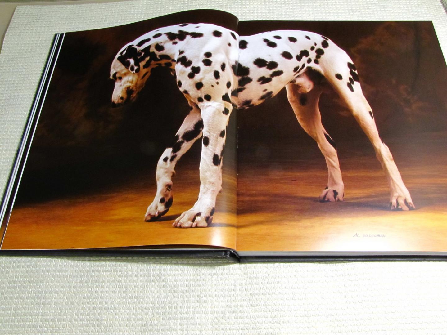 Иллюстрация 21 из 37 для Жизнь собак - Громис ди Трана Катерина | Лабиринт - книги. Источник: leo tolstoy