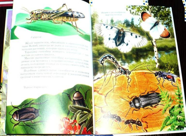 Иллюстрация 8 из 40 для Жуки и другие удивительные насекомые - Сергей Афонькин | Лабиринт - книги. Источник: -  Юлия -