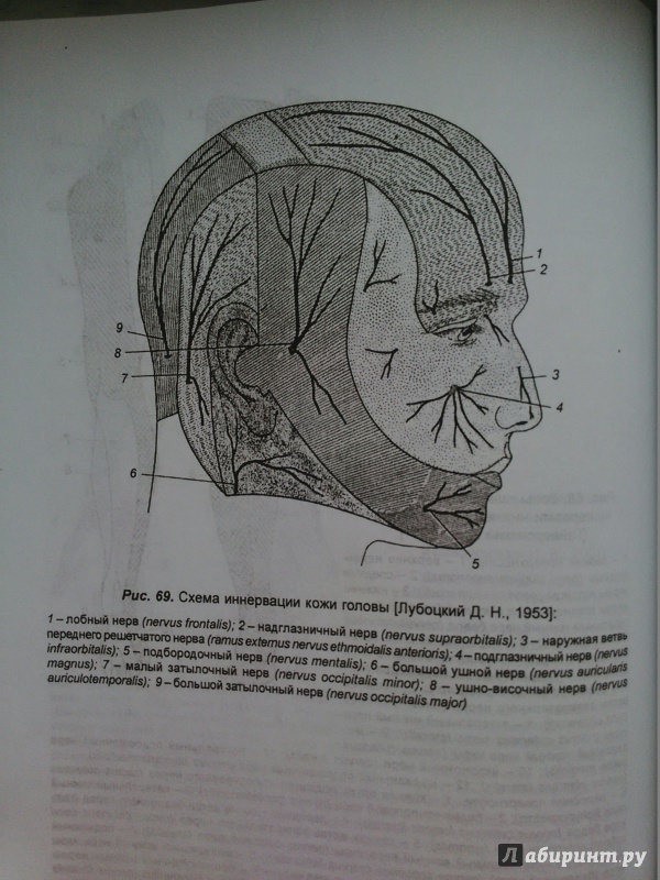 Иллюстрация 11 из 35 для Ангионеврология - Олег Калмин | Лабиринт - книги. Источник: Р  Анастасия