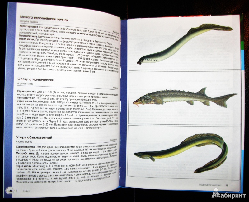 Иллюстрация 4 из 27 для Подводное царство - Хартманн, Белльманн, Янке | Лабиринт - книги. Источник: Лабиринт