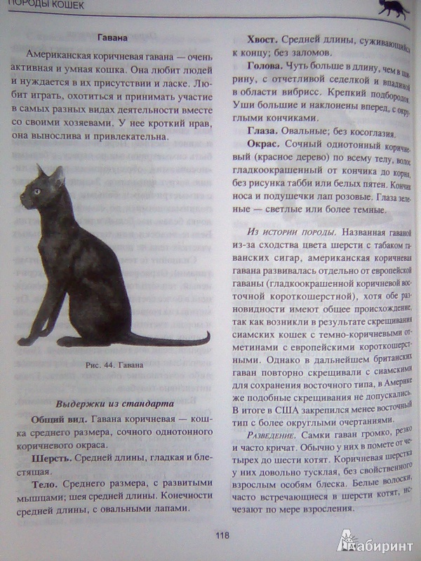 Иллюстрация 12 из 53 для Все о кошке. Породы, содержание, питание - Дарья Дазидова | Лабиринт - книги. Источник: Салус