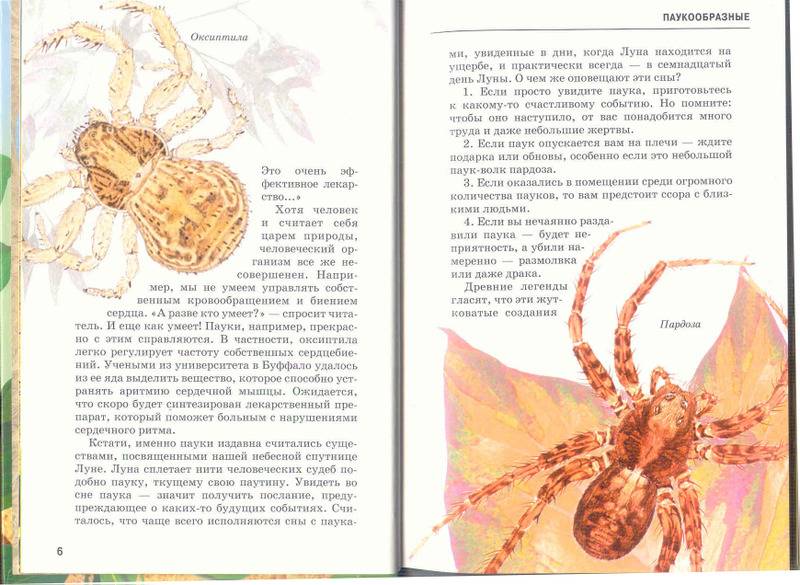 Иллюстрация 8 из 10 для Пауки, клещи, скорпионы - Екатерина Голубева | Лабиринт - книги. Источник: Лана