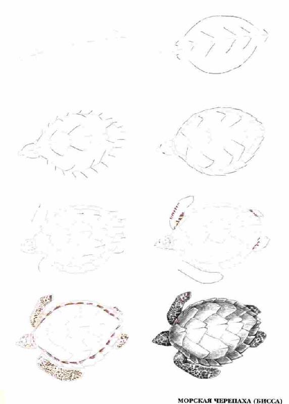 Иллюстрация 8 из 18 для Рисуем 50 исчезающих животных - Эймис, Бадд | Лабиринт - книги. Источник: Кнопа2