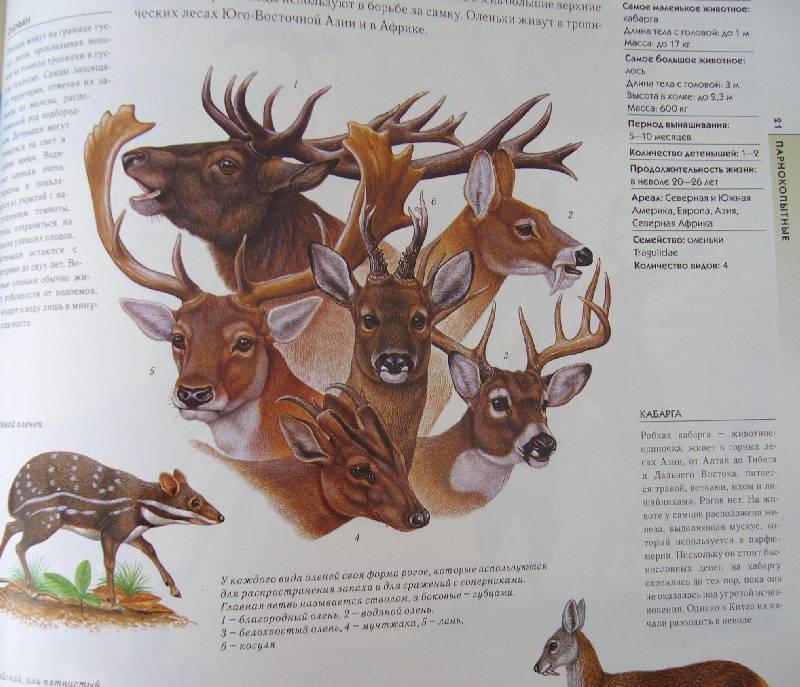 Иллюстрация 20 из 20 для Жизнь животных в ярких картинках и интересных фактах - Джойс Поуп | Лабиринт - книги. Источник: Челла