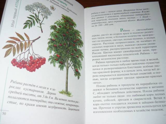 Иллюстрация 6 из 15 для Атлас: Растения леса (3220) - Козлова, Сивоглазов | Лабиринт - книги. Источник: Ромашка:-)