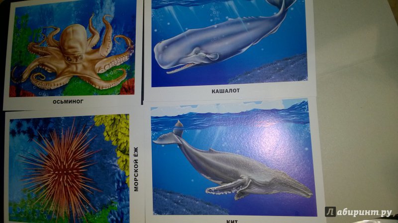 Иллюстрация 32 из 32 для Обитатели морей и океанов | Лабиринт - игрушки. Источник: Солнышко Светка