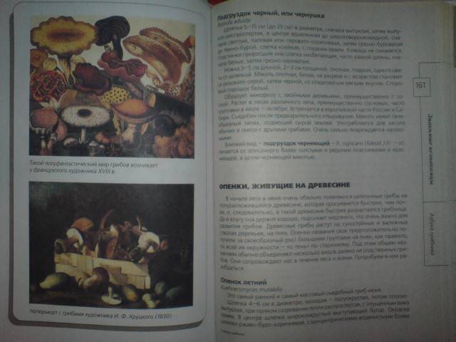 Иллюстрация 4 из 11 для Азбука грибника - Лидия Гарибова | Лабиринт - книги. Источник: Настёна