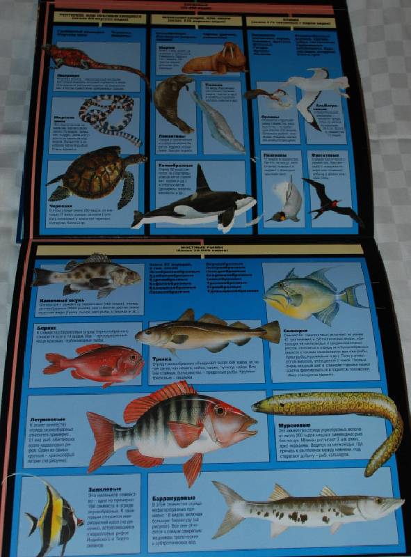 Иллюстрация 5 из 10 для Энциклопедия морских животных | Лабиринт - книги. Источник: МаRUSя