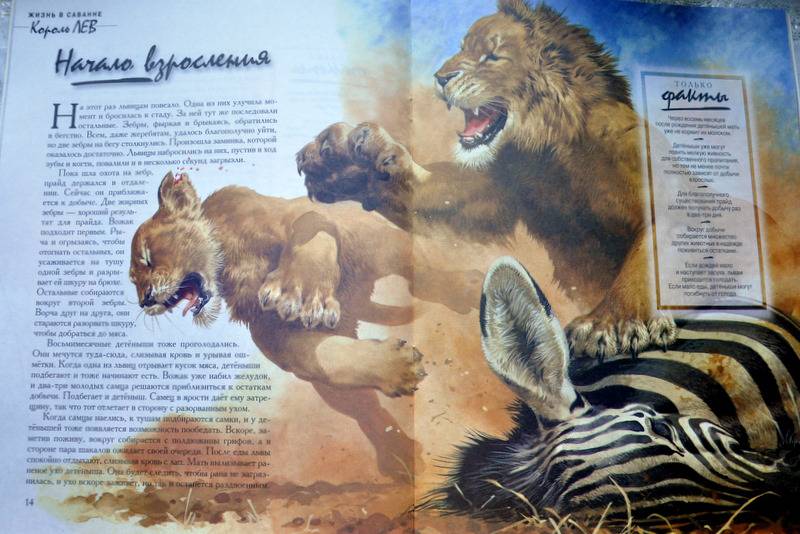 Иллюстрация 7 из 21 для Король Лев, Жизнь в саванне - Бернард Стоунхауз | Лабиринт - книги. Источник: Ассоль