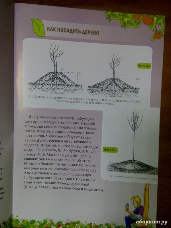 Иллюстрация 13 из 25 для Как посадить дерево - Николай Курдюмов | Лабиринт - книги. Источник: Лабиринт