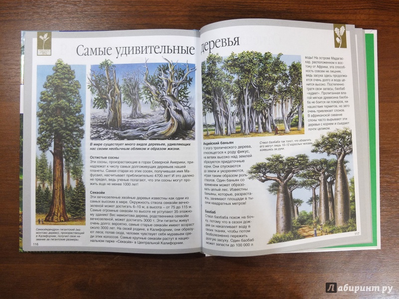 Иллюстрация 14 из 36 для Мир леса - Генри Эйнар | Лабиринт - книги. Источник: Firefly