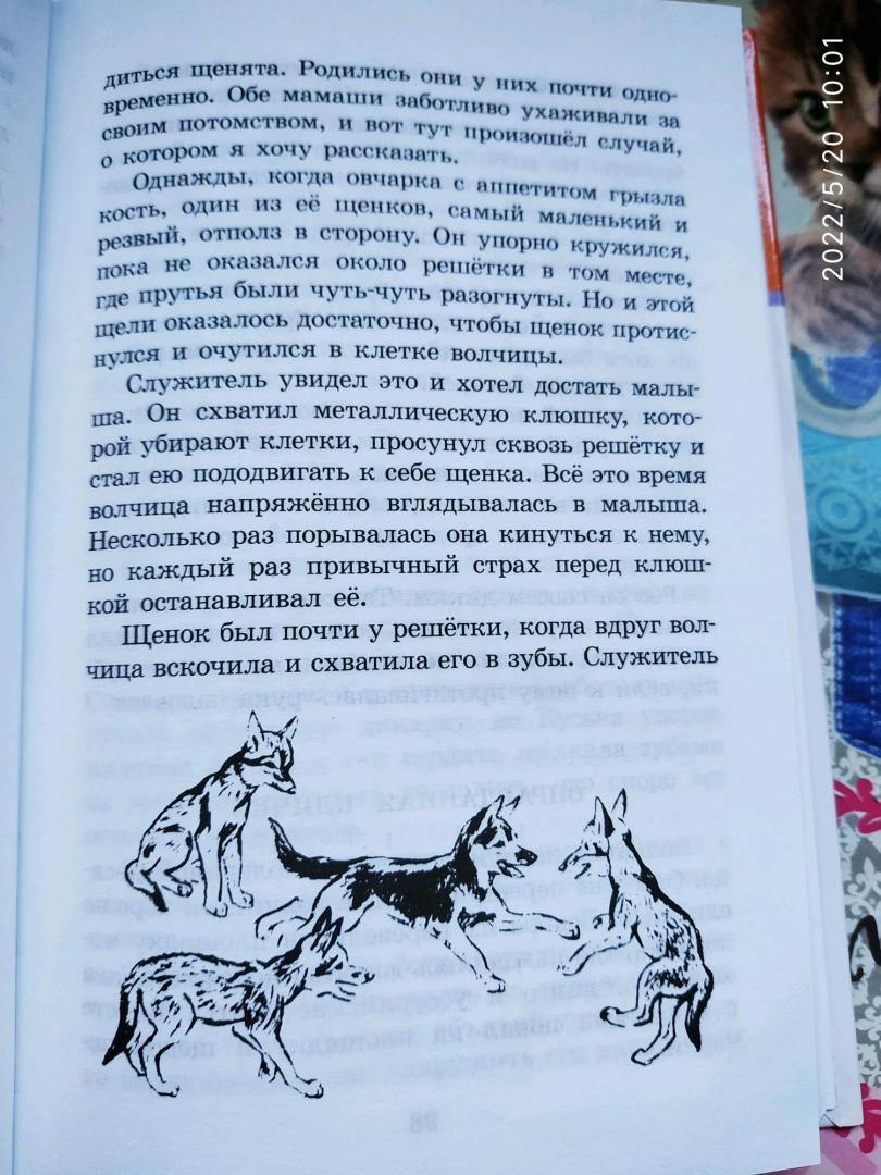 Иллюстрация 22 из 32 для Забавные животные - Вера Чаплина | Лабиринт - книги. Источник: Ekaterina Фиалковая