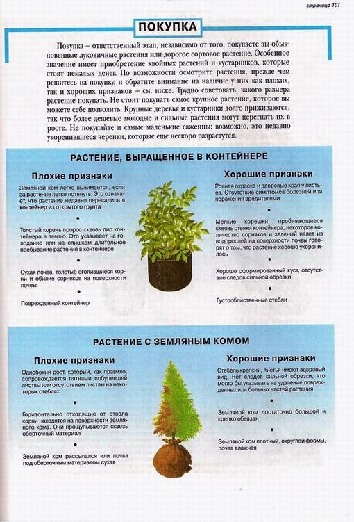 Иллюстрация 8 из 24 для Все о вечнозеленых растениях - Дэвид Хессайон | Лабиринт - книги. Источник: Panterra