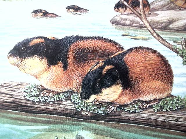 Иллюстрация 7 из 20 для Жизнь животных в ярких картинках и интересных фактах - Джойс Поуп | Лабиринт - книги. Источник: obana