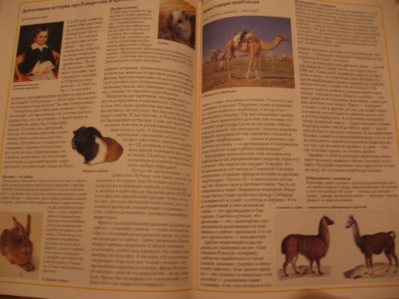 Иллюстрация 27 из 32 для Загадки и тайны домашних животных - Светлана Лаврова | Лабиринт - книги. Источник: Зайчик