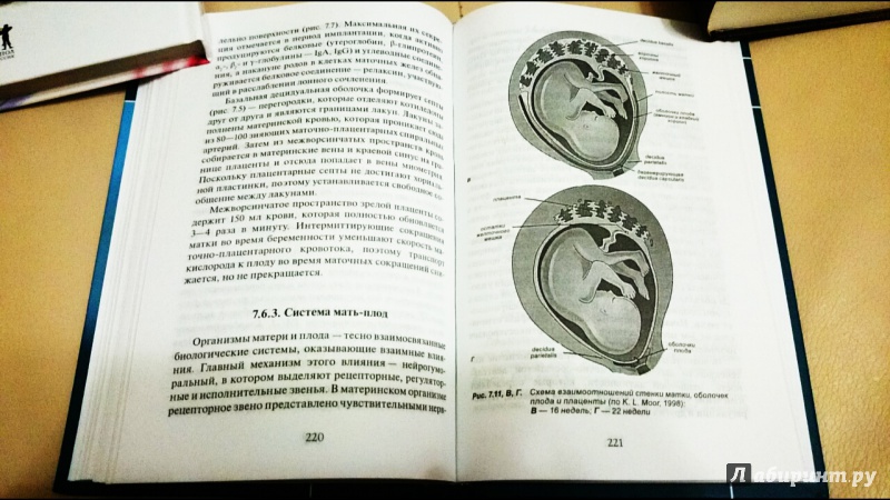 Иллюстрация 19 из 37 для Эмбриология. Учебное пособие - Студеникина, Слука | Лабиринт - книги. Источник: anka46