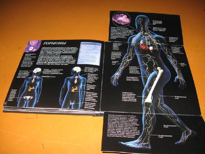 Иллюстрация 9 из 28 для Анатомия человека. Школа открытий - Стив Паркер | Лабиринт - книги. Источник: Ирина Викторовна