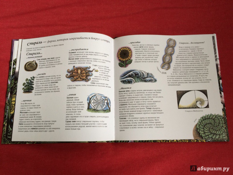Иллюстрация 43 из 65 для Живые спирали - Джойс Сидман | Лабиринт - книги. Источник: Сан Санна