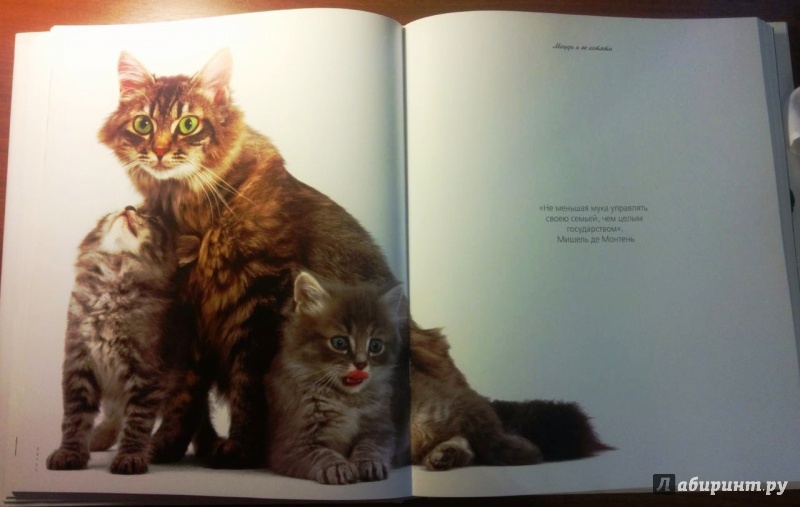 Иллюстрация 5 из 30 для Жизнь кошек - Джейн Бартон | Лабиринт - книги. Источник: Космос