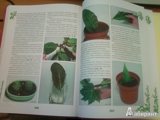 Иллюстрация 24 из 25 для Иллюстрированная энциклопедия комнатных растений | Лабиринт - книги. Источник: lettrice
