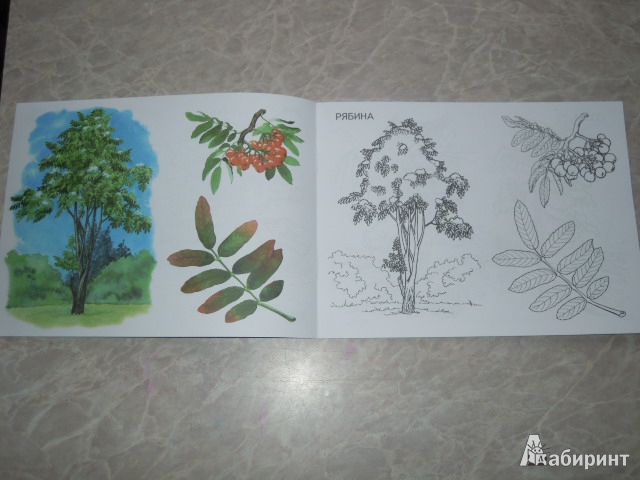 Иллюстрация 3 из 16 для Деревья, плоды, листья. Изучаем и раскрашиваем | Лабиринт - книги. Источник: Iwolga